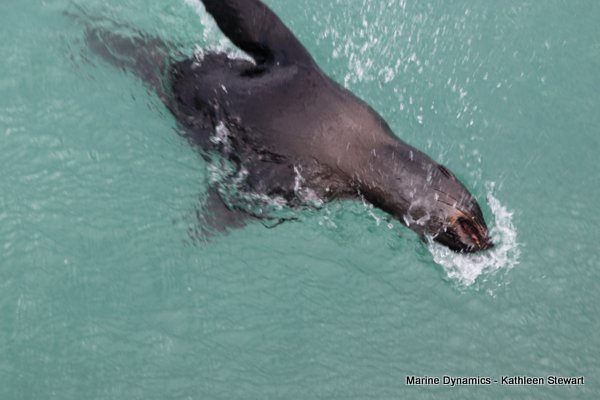 Cape Fur Seal, South Africa